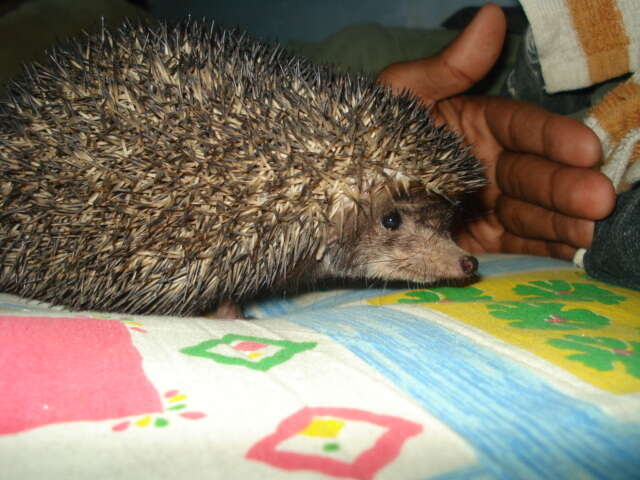 Image of Indian Hedgehog