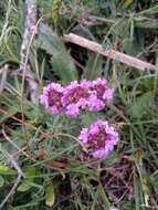 Thymus willdenowii Boiss. resmi