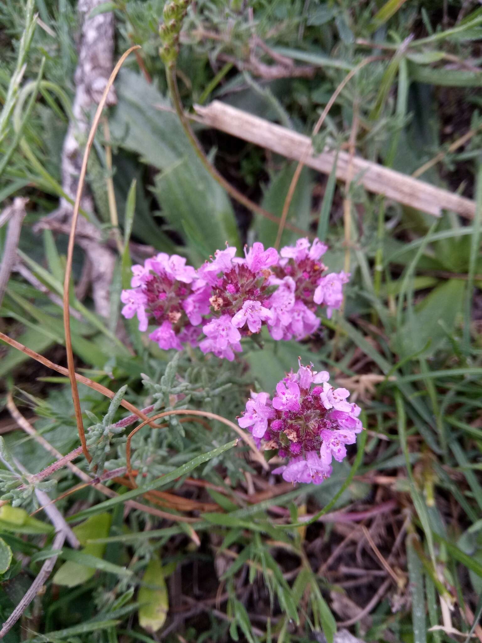 Thymus willdenowii Boiss. resmi