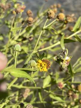 Plancia ëd Helenium microcephalum DC.