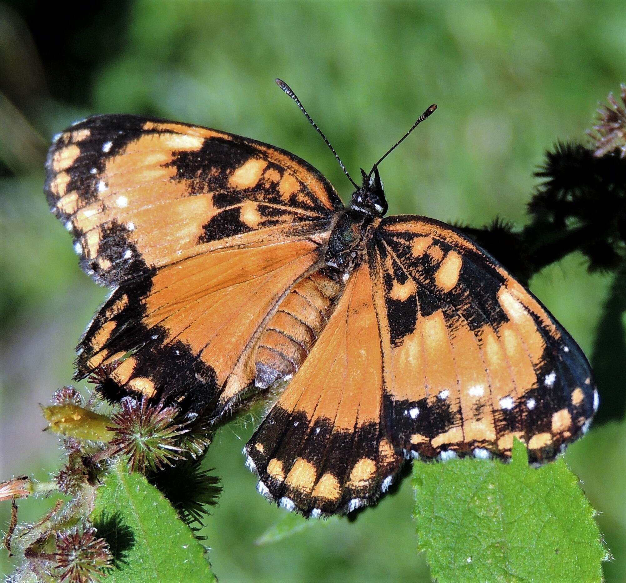 Sivun Chlosyne lacinia saundersi Doubleday (1847) kuva