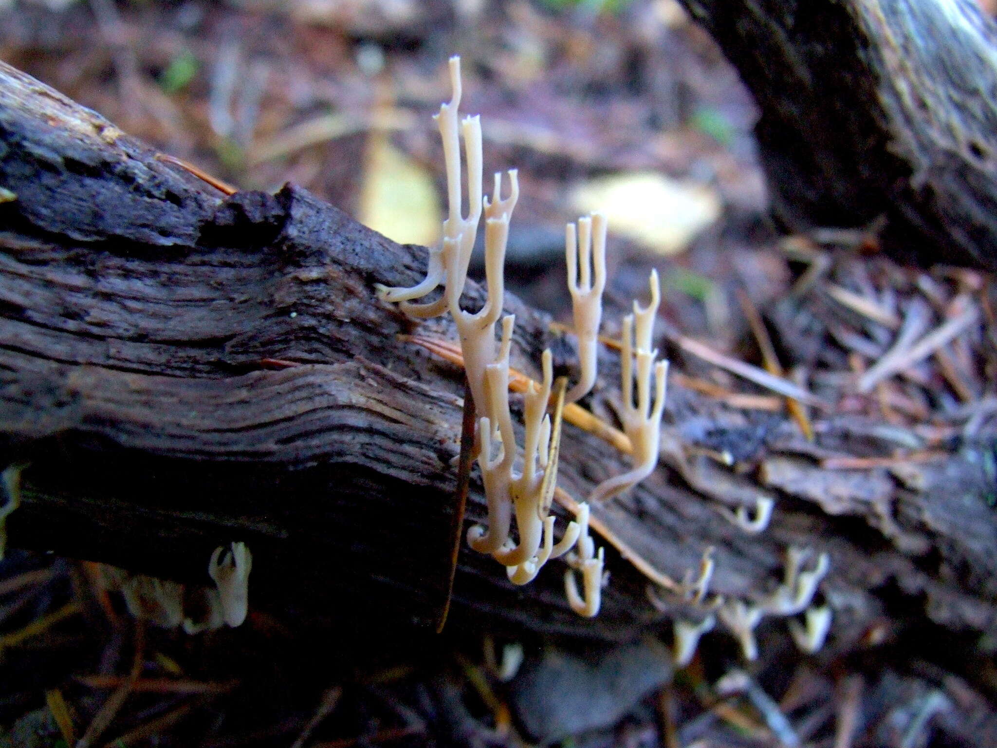 Image of Artomyces cristatus (Kauffman) Jülich 1982