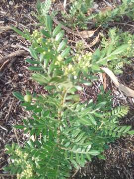 Image de Schinus lentiscifolia March.