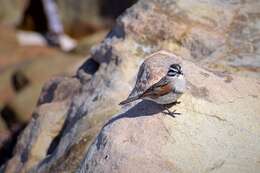 Image of Cape Bunting