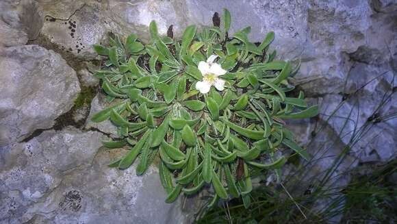 Image of Saxifraga callosa Sm.