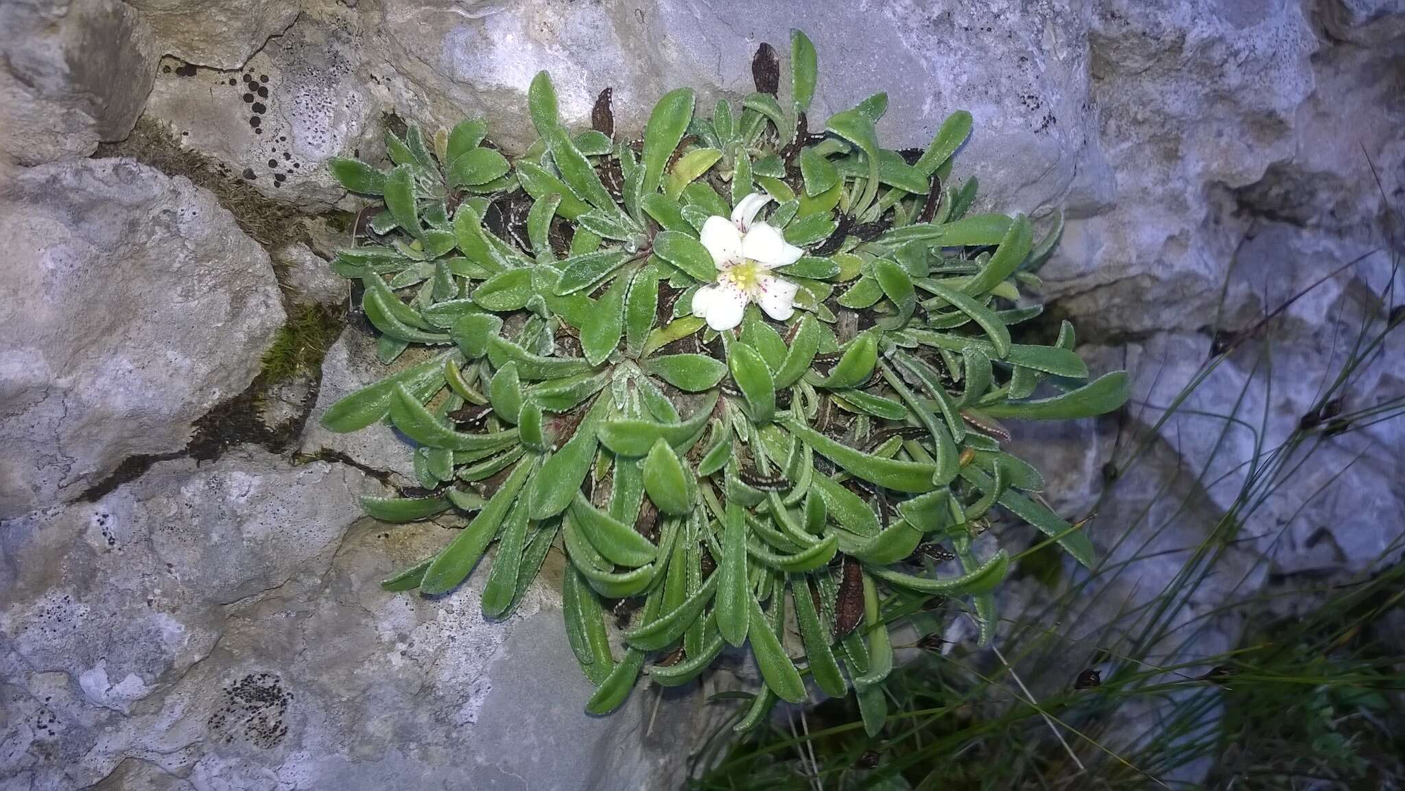 Sivun Saxifraga callosa Sm. kuva