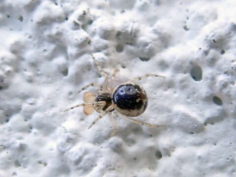 صورة Sardinidion