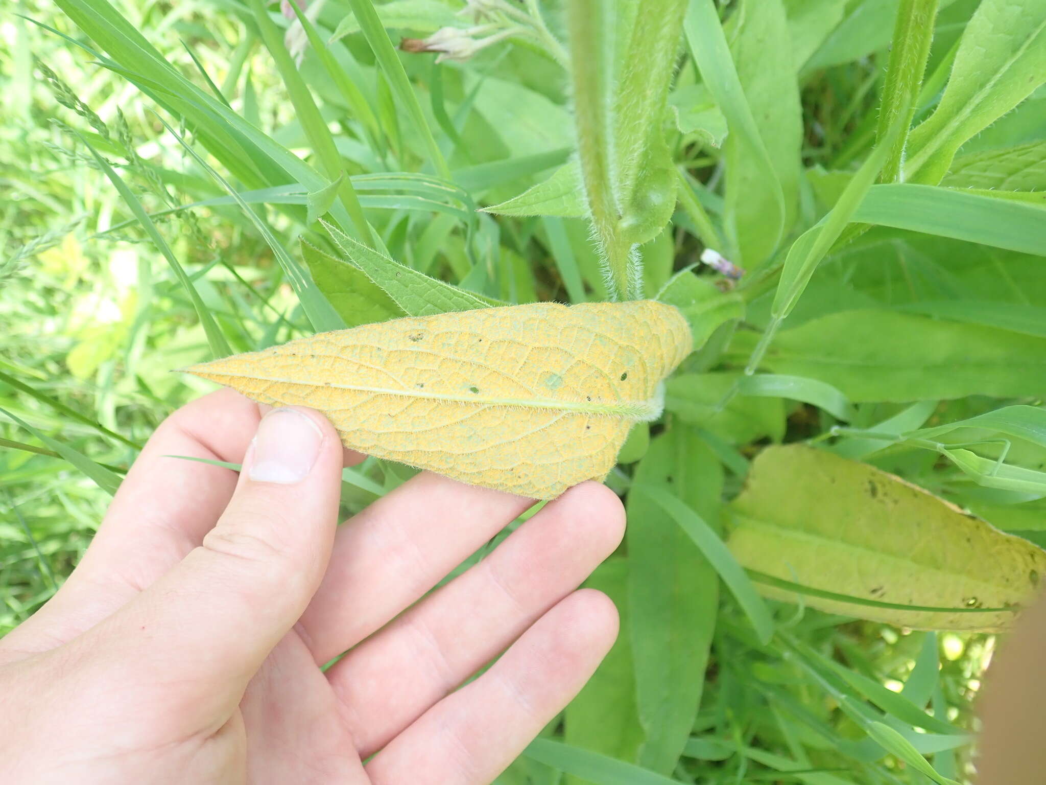 Image of Pucciniastrum symphyti (DC.) McKenzie & Padamsee 2014