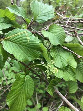 Image of Viburnum plicatum var. tomentosum (Thunb. ex Murray) Miq.