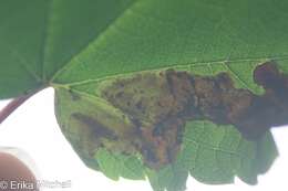 Image of Maple Leafblotch Miner