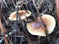 Image of Pholiota velaglutinosa A. H. Sm. & Hesler 1968