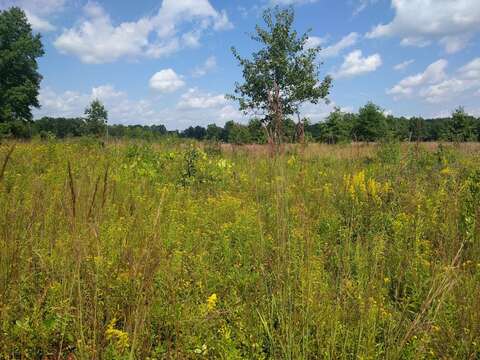 Image of showy goldenrod