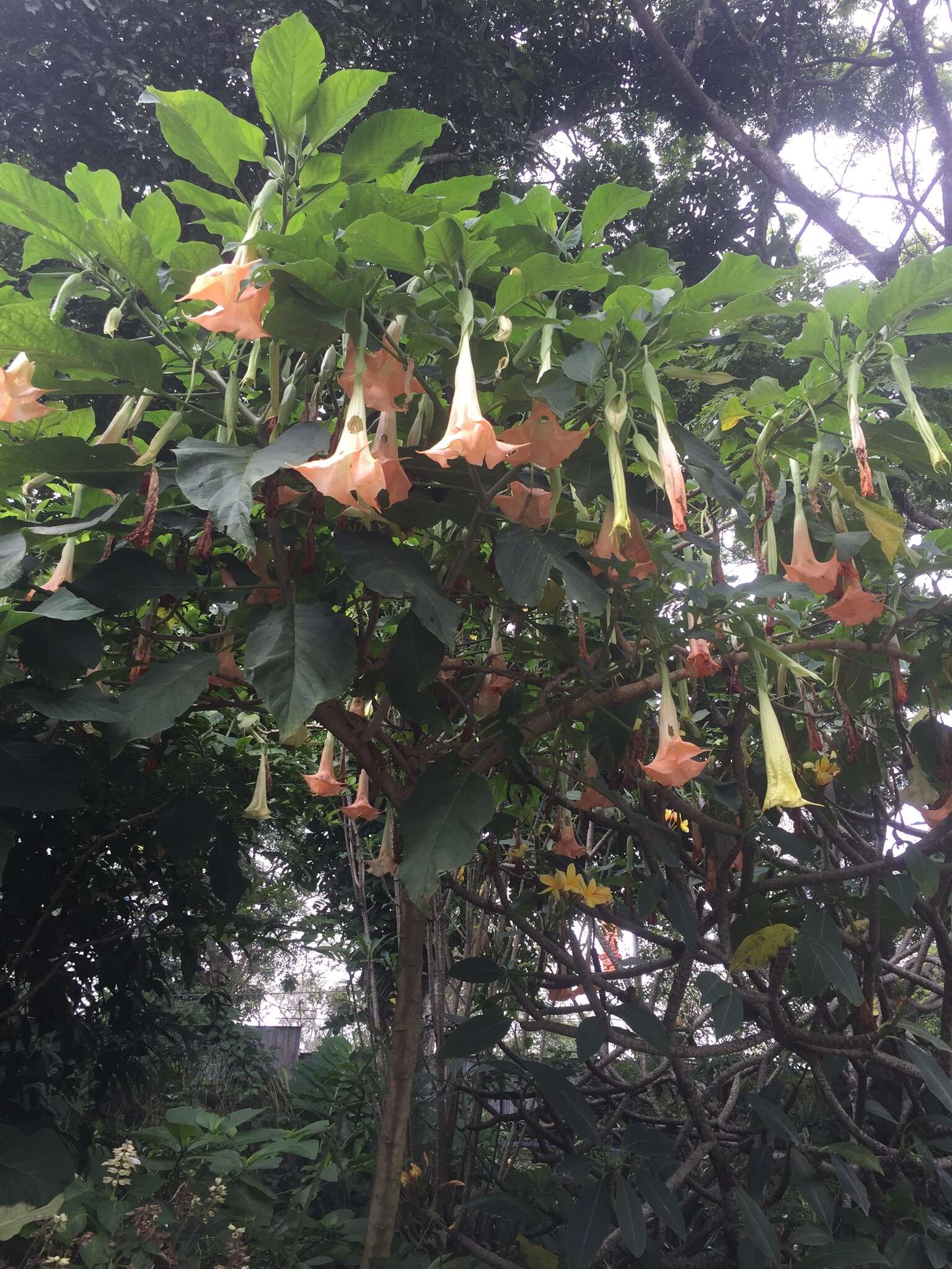 Image de Brugmansia insignis (Barb-Rodr.) T. E. Lockwood ex E. Wade Davis