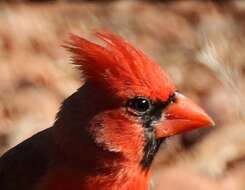 Image of Cardinalis cardinalis superbus Ridgway 1885