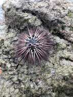 Image of Atlantic purple sea urchin