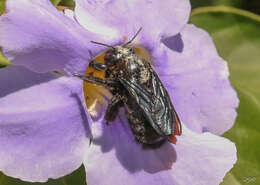 Xylocopa fimbriata Fabricius 1804 resmi