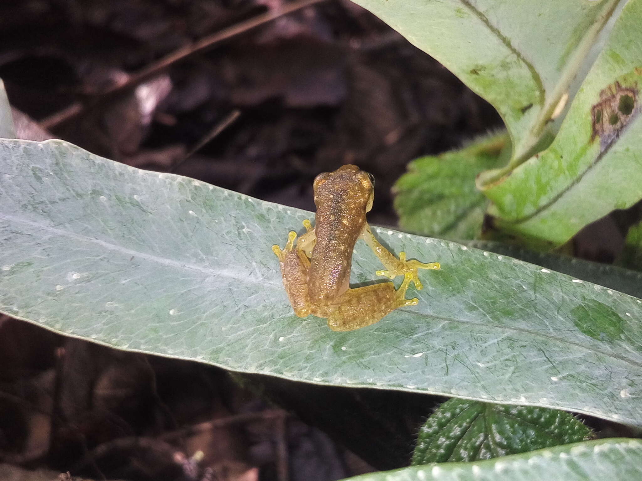 Image of Painted Treefrog