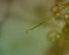 Image of Hemitrichia leiotricha (Lister) G. Lister 1911