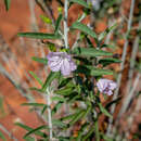 Plancia ëd Jacquemontia pannosa (R. Br.) D. J. Mabberley