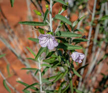 Imagem de Jacquemontia pannosa (R. Br.) D. J. Mabberley