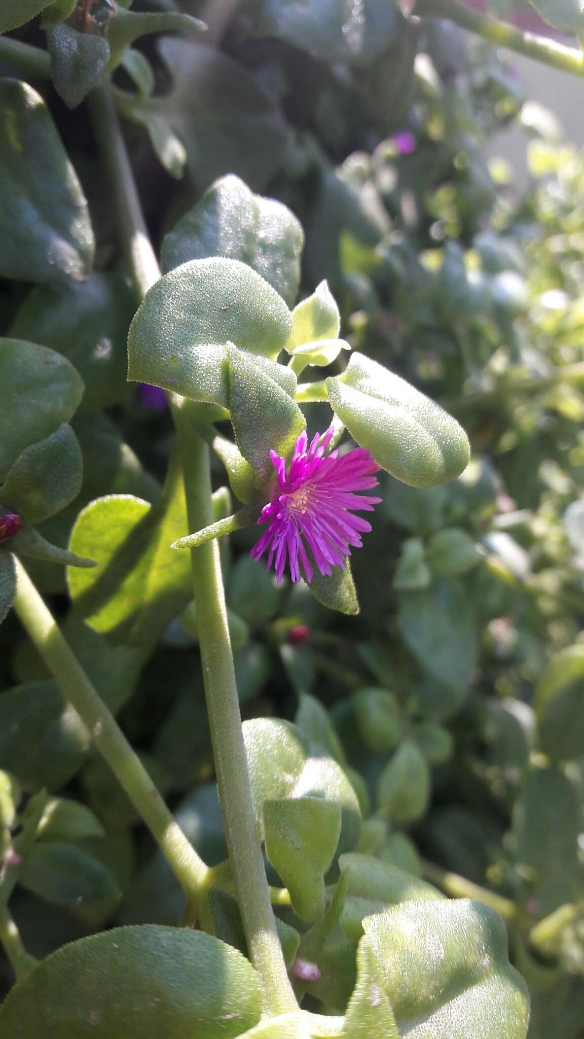 Image of Heart-leaf mesemb