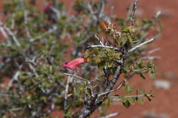 Image of Eremophila maculata (Ker-Gawler) F. Muell.