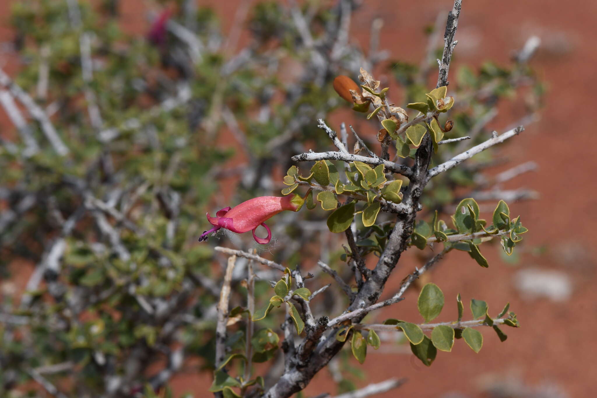 Imagem de Eremophila maculata (Ker-Gawler) F. Muell.