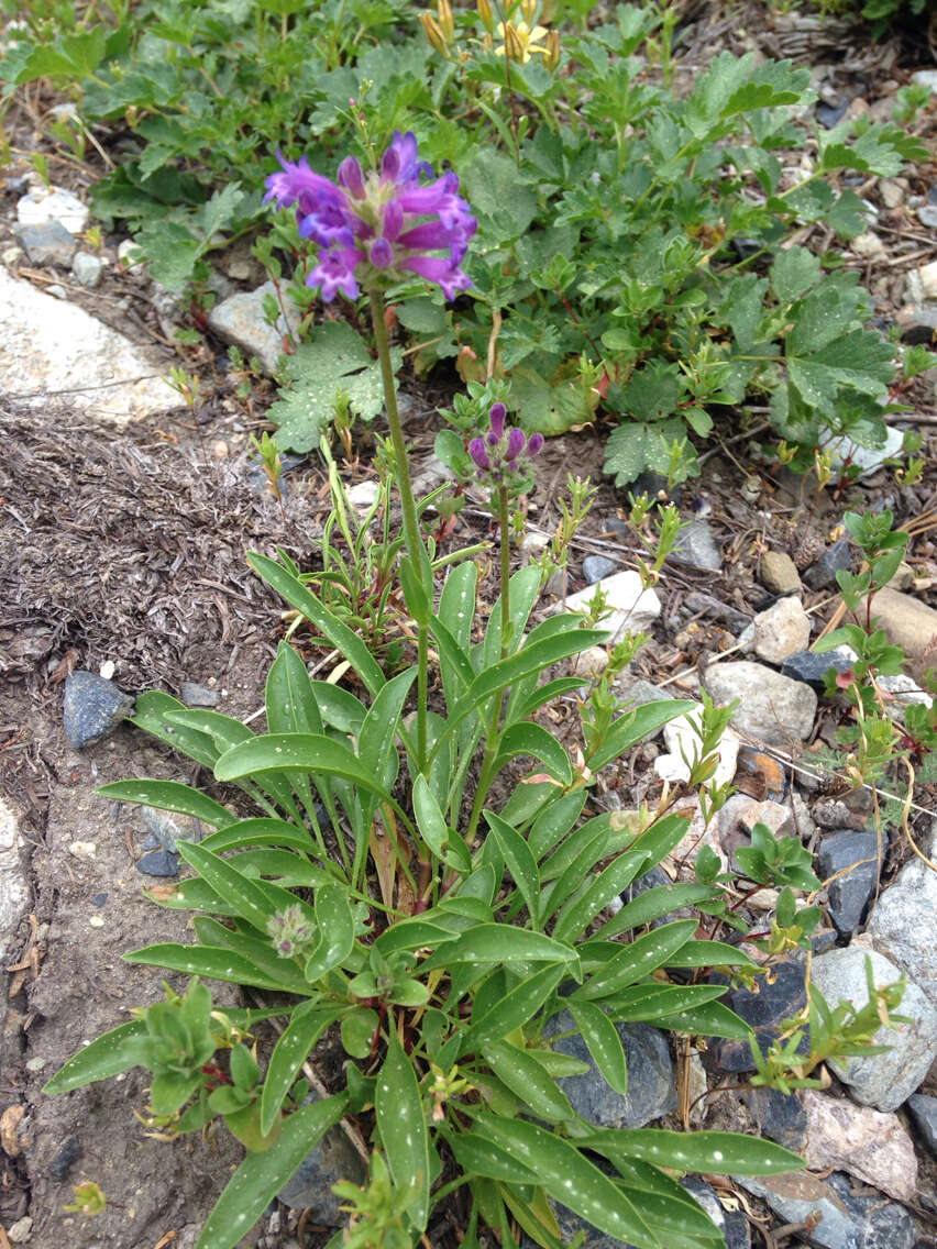 Image of Sierra beardtongue