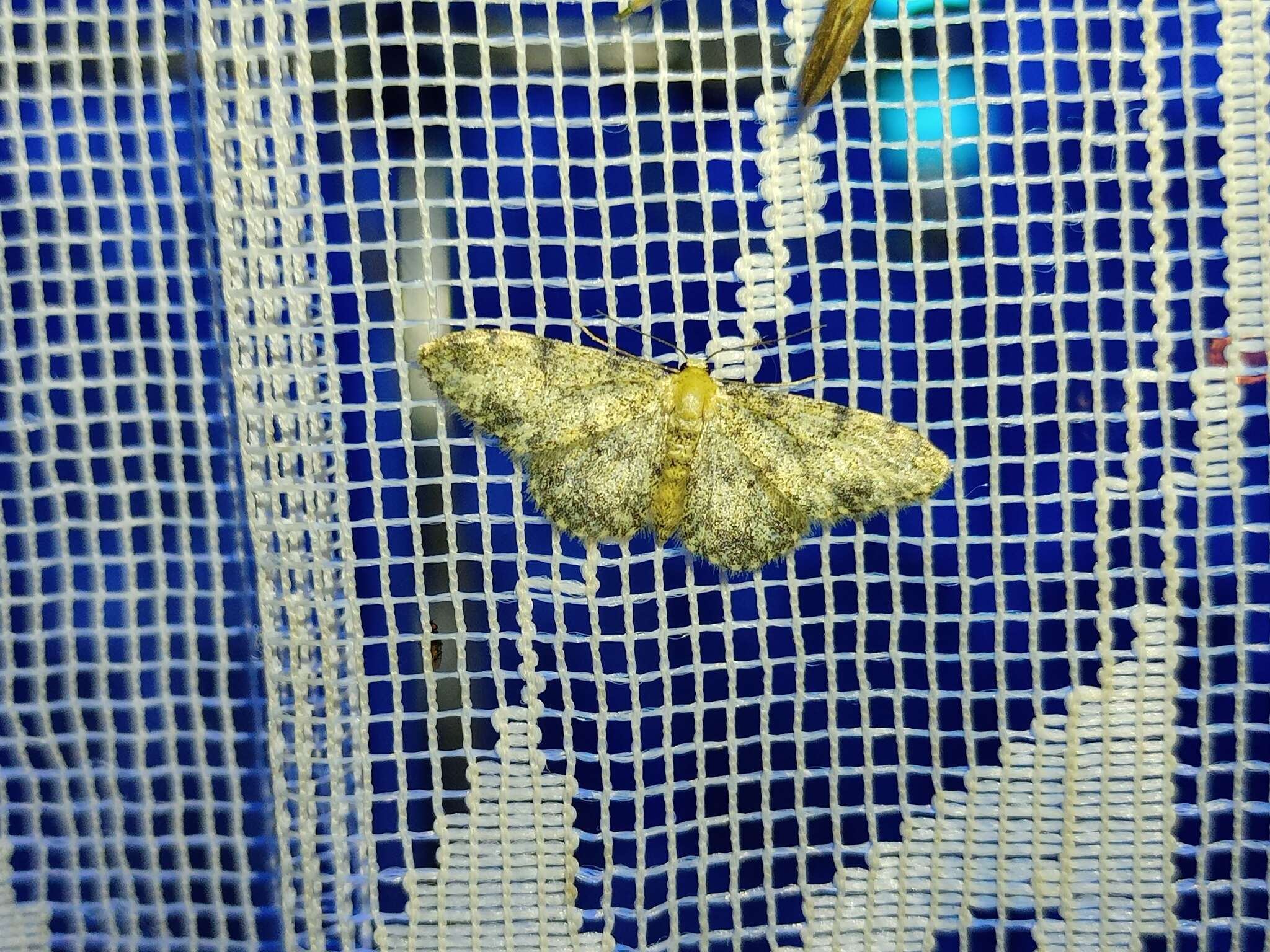 Image de Idaea contiguaria Hübner 1798