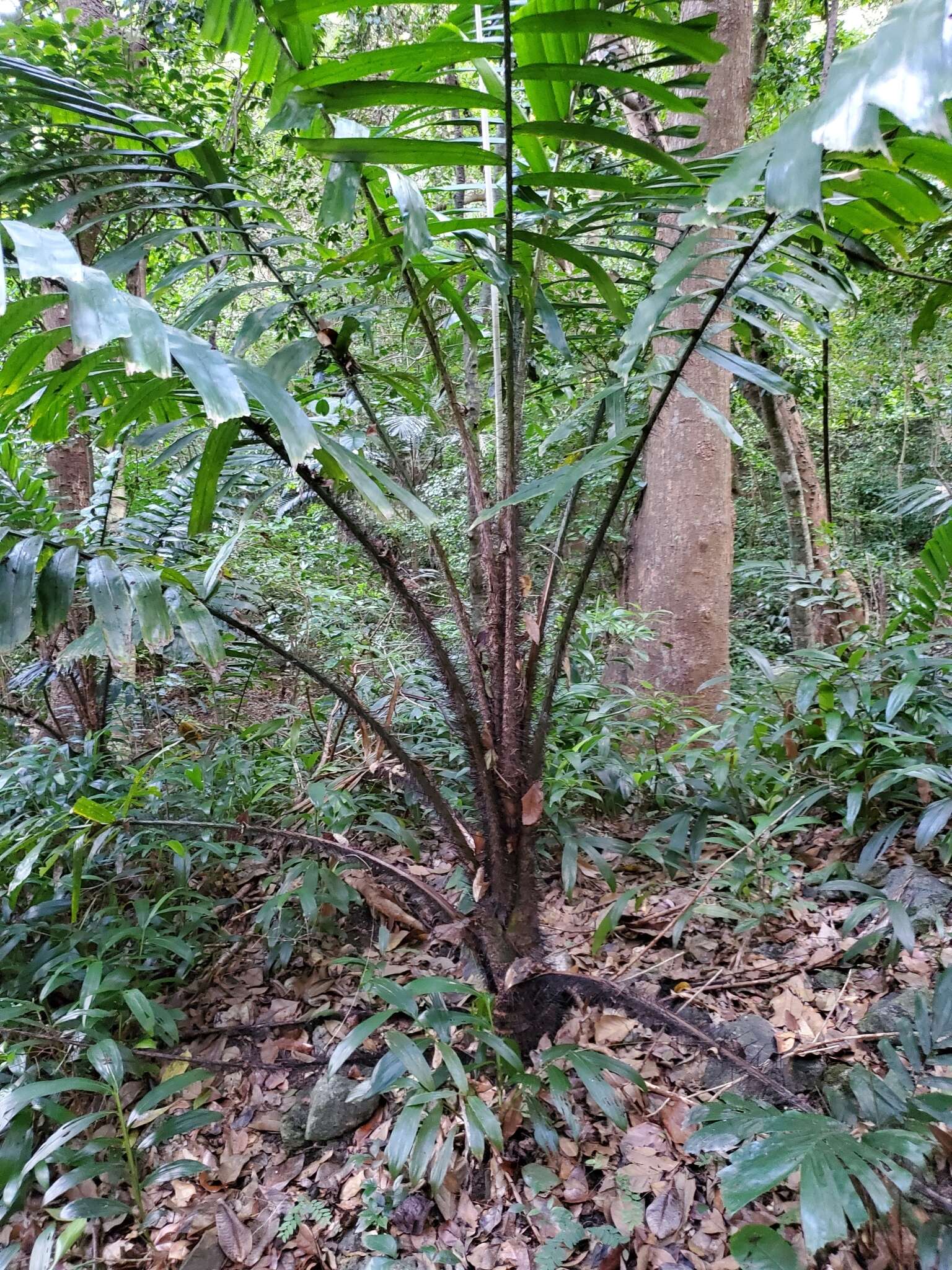 Image of Guinea bactris