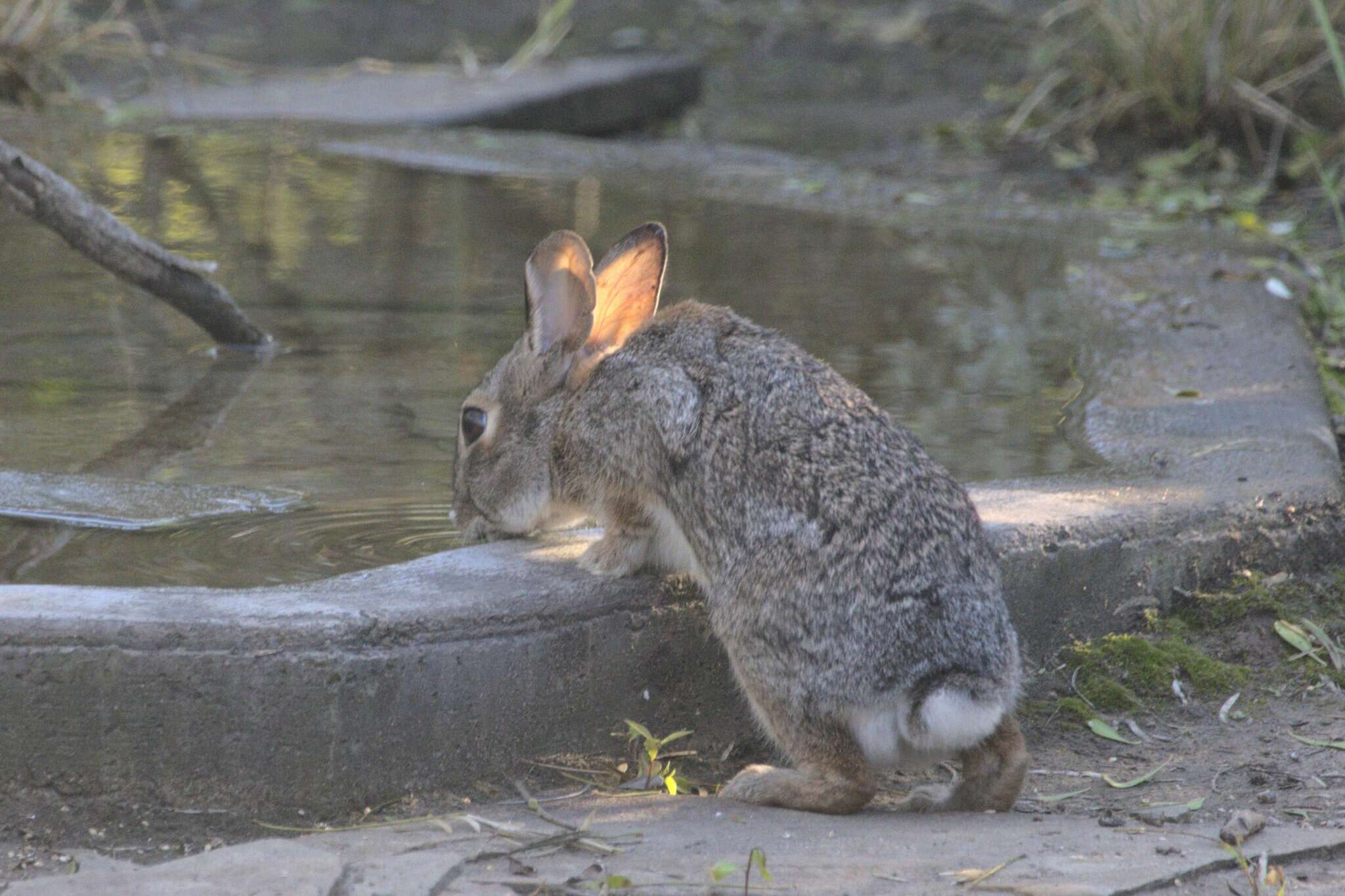 Image of Sylvilagus floridanus chapmani (J. A. Allen 1899)