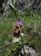 Image of Ophrys fuciflora subsp. apulica O. Danesch & E. Danesch