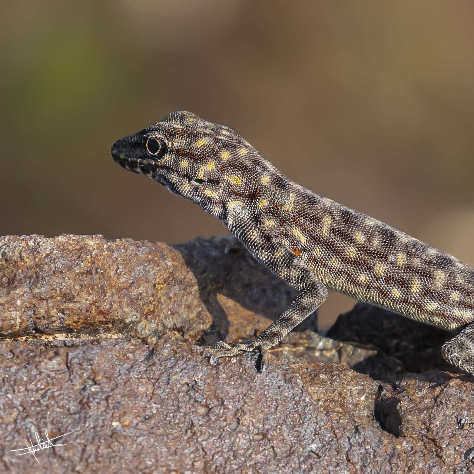 Image of Oman Rock Gecko