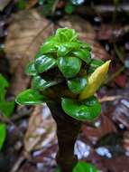 Image of Costus claviger Benoist