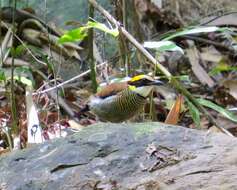 Image of Malayan Banded Pitta