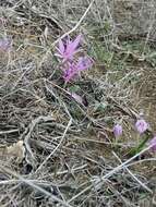 Image of Colchicum cupanii Guss.