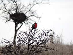 Image of Long-tailed Meadowlark