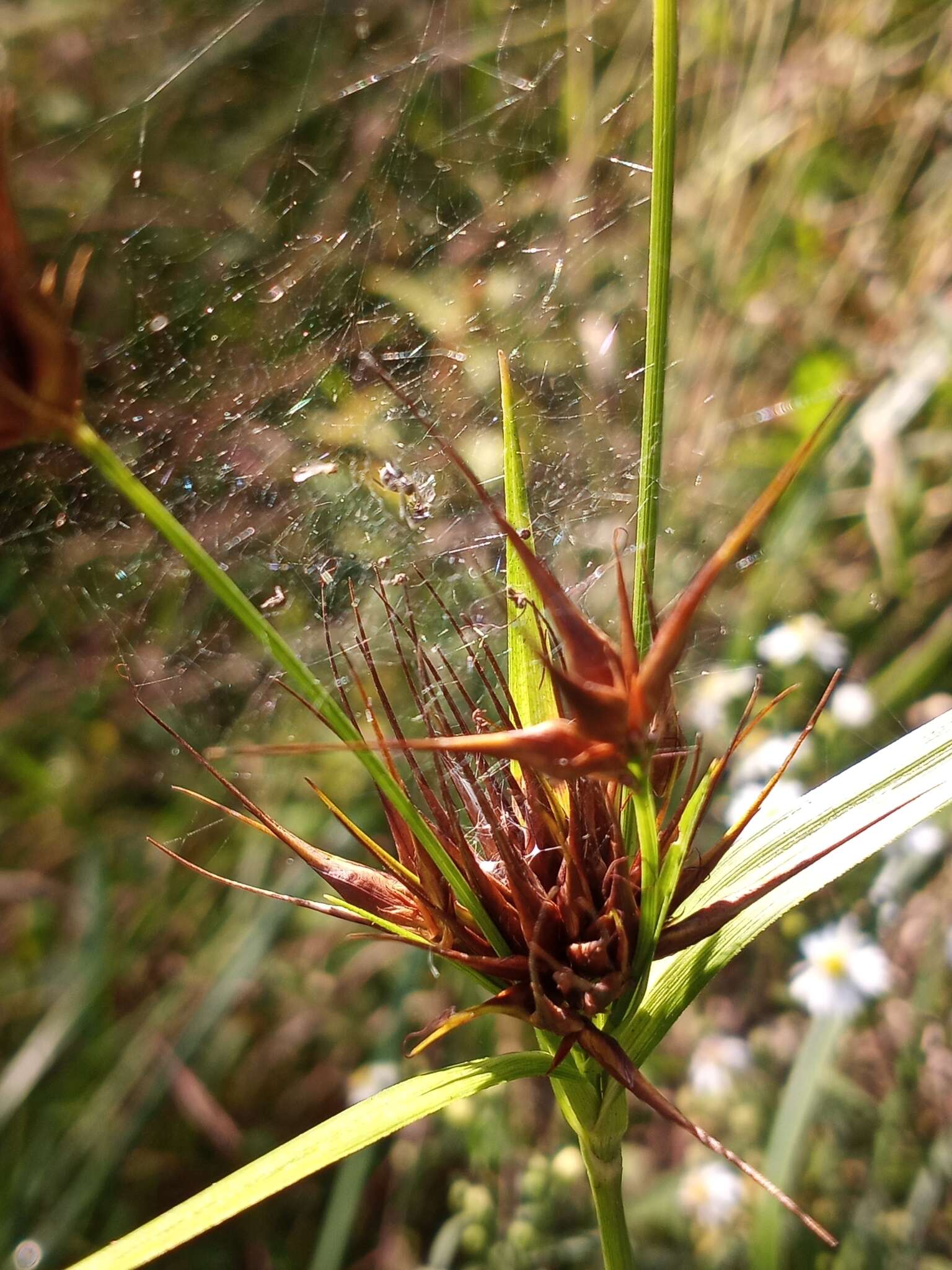 Plancia ëd Rhynchospora macrostachya Torr. ex A. Gray