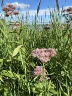 Image of Spotted Trumpetweed