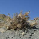 Image of Astragalus pterocephalus Bunge