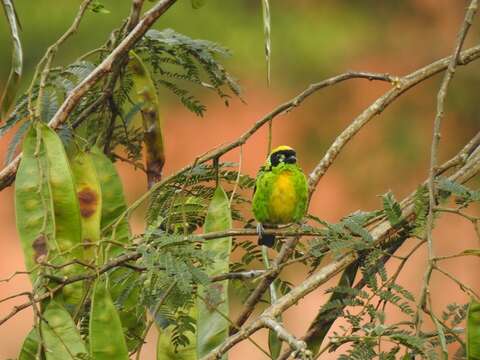 Tangara schrankii (Spix 1825) resmi