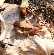 Melanoplus islandicus Blatchley 1898的圖片