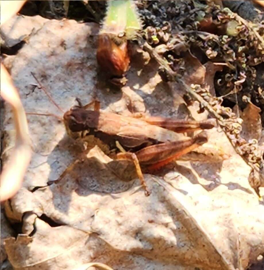 Image of Melanoplus islandicus Blatchley 1898