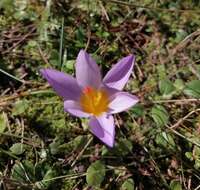 Crocus atticus (Boiss. & Orph.) Orph. resmi