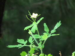 Image of Erysiphe macleayae R. Y. Zheng & G. Q. Chen 1981