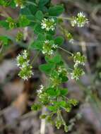 Image de Lespedeza hirta (L.) Hornem.