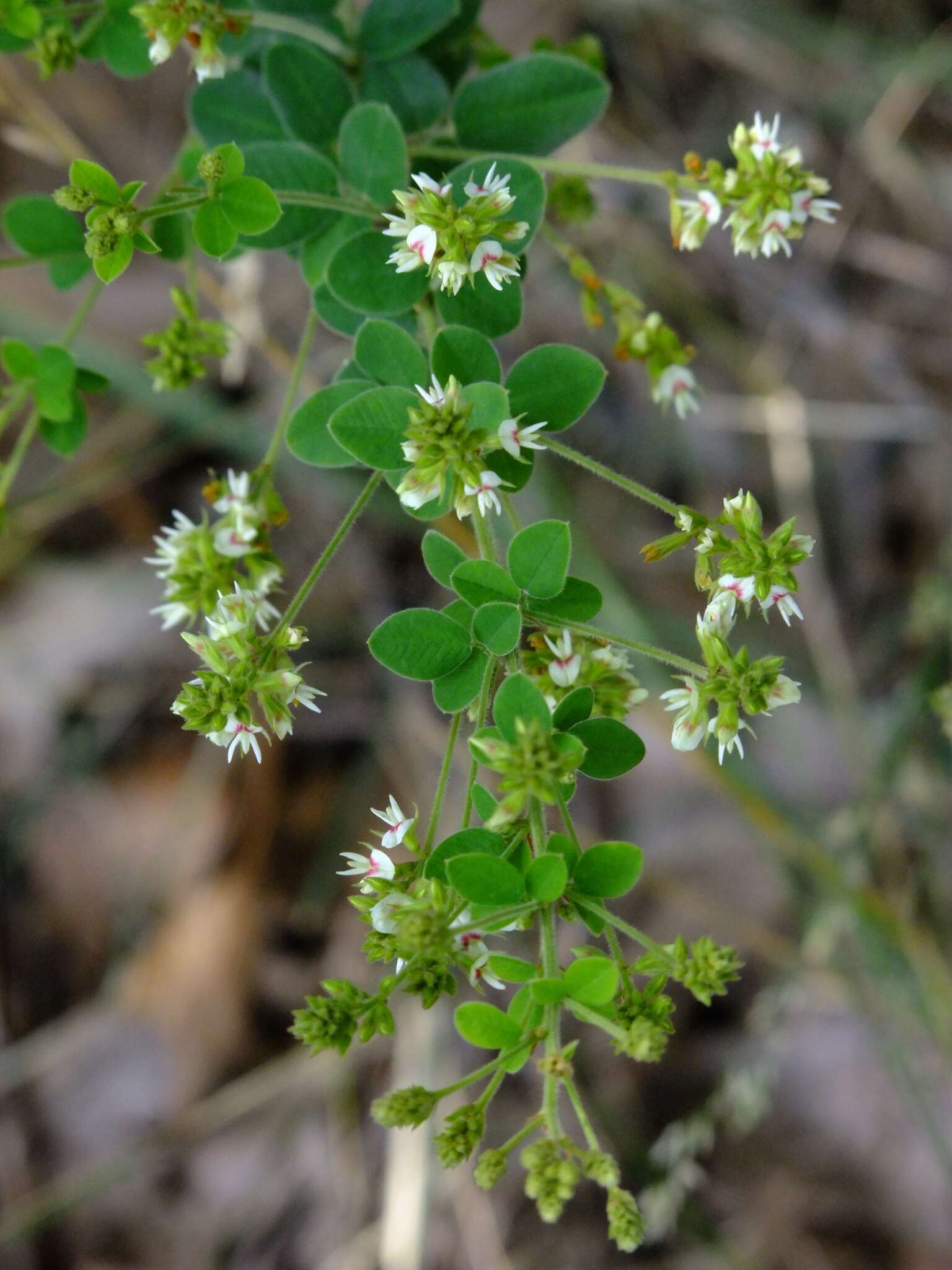 Слика од Lespedeza hirta (L.) Hornem.