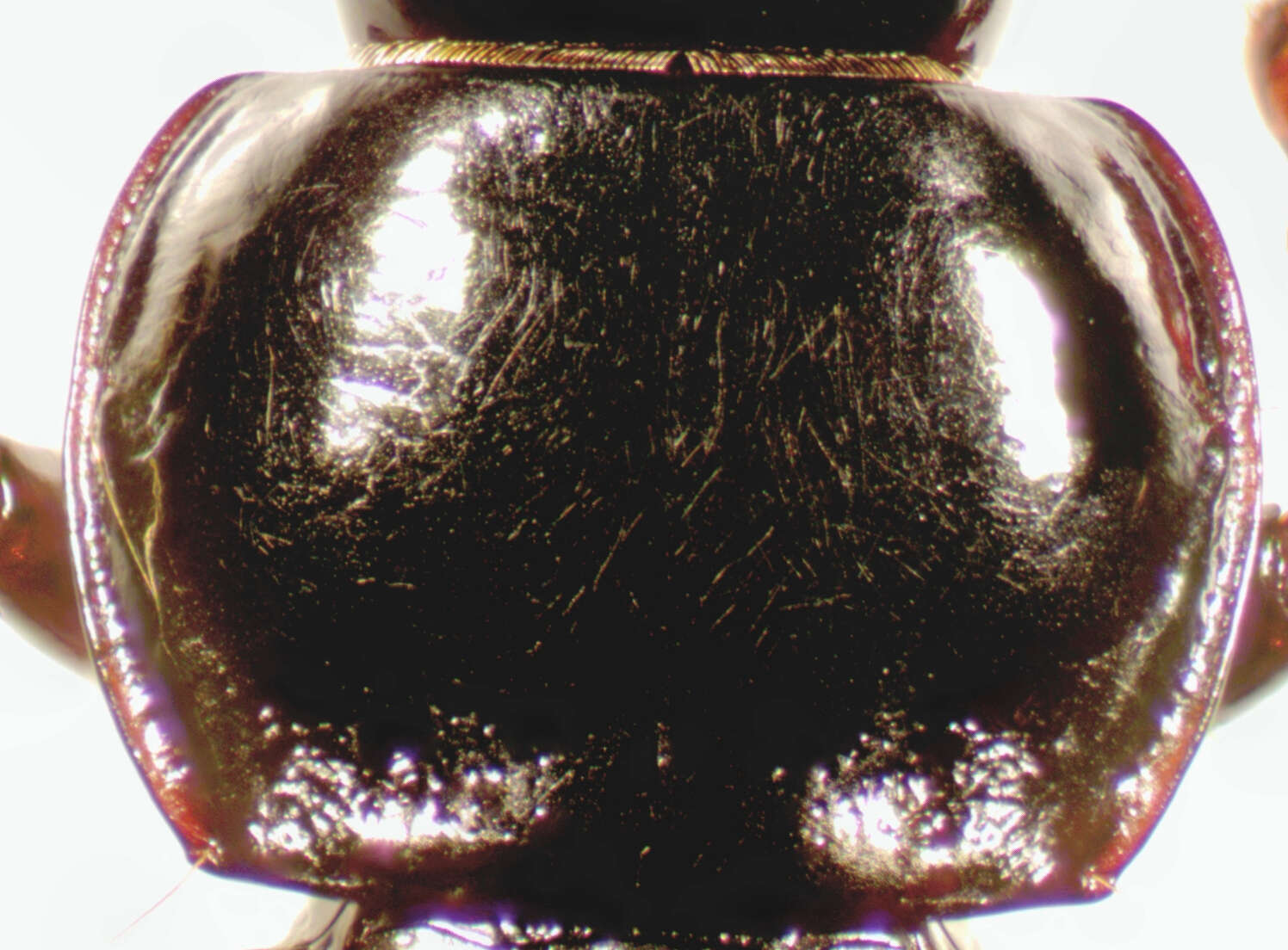 Image de Stereocerus