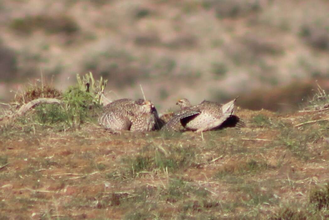 Image of Columbian Sharp-tailed Grouse