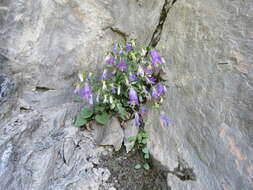 Image de Campanula kolenatiana C. A. Mey. ex Rupr.